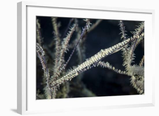 A Tozeuma Shrimp Blends into its Reef Surroundings-Stocktrek Images-Framed Photographic Print