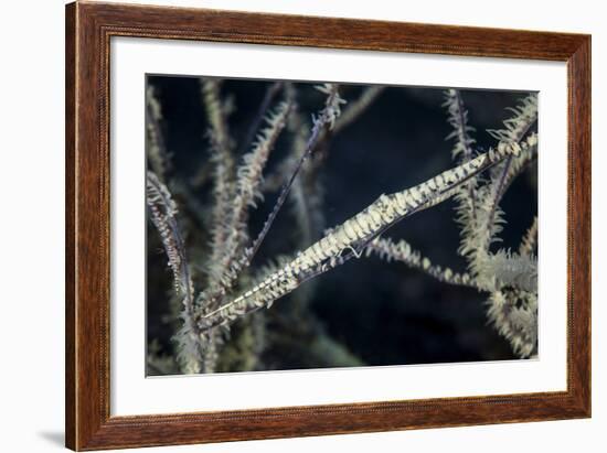 A Tozeuma Shrimp Blends into its Reef Surroundings-Stocktrek Images-Framed Photographic Print