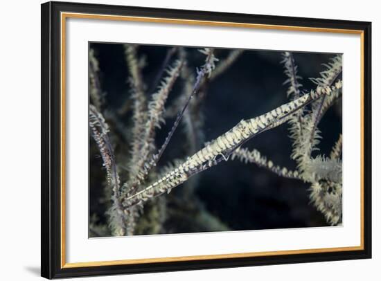 A Tozeuma Shrimp Blends into its Reef Surroundings-Stocktrek Images-Framed Photographic Print