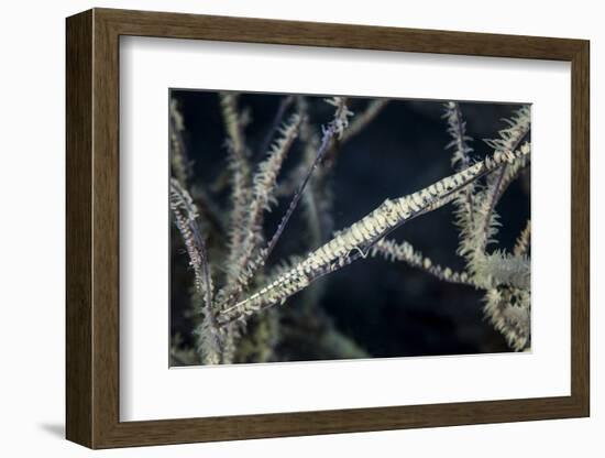 A Tozeuma Shrimp Blends into its Reef Surroundings-Stocktrek Images-Framed Photographic Print