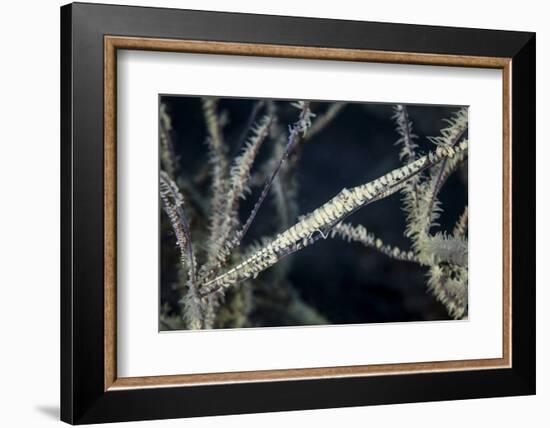 A Tozeuma Shrimp Blends into its Reef Surroundings-Stocktrek Images-Framed Photographic Print