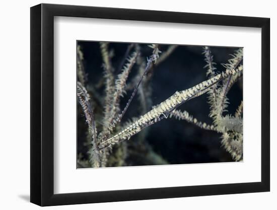 A Tozeuma Shrimp Blends into its Reef Surroundings-Stocktrek Images-Framed Photographic Print