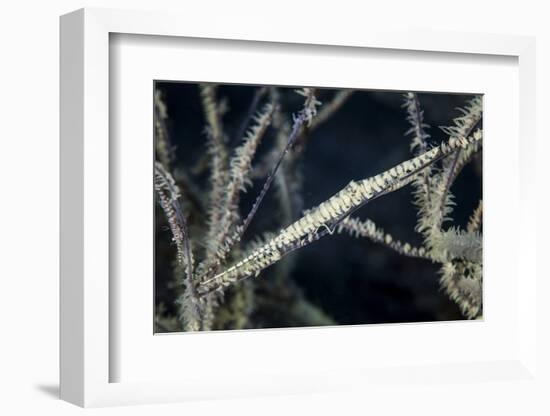 A Tozeuma Shrimp Blends into its Reef Surroundings-Stocktrek Images-Framed Photographic Print