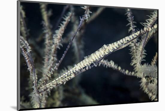 A Tozeuma Shrimp Blends into its Reef Surroundings-Stocktrek Images-Mounted Photographic Print