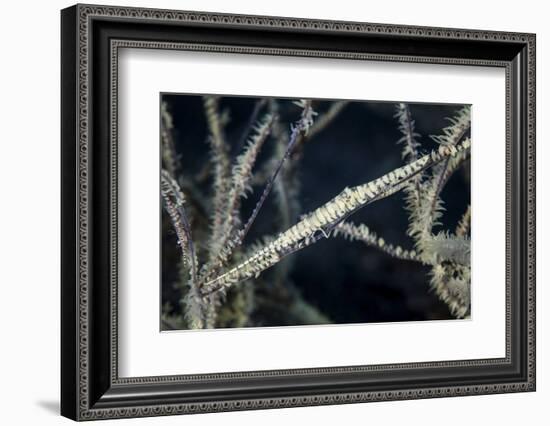 A Tozeuma Shrimp Blends into its Reef Surroundings-Stocktrek Images-Framed Photographic Print