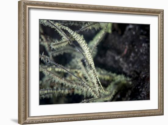 A Tozeuma Shrimp Blends into its Reef Surroundings-Stocktrek Images-Framed Photographic Print