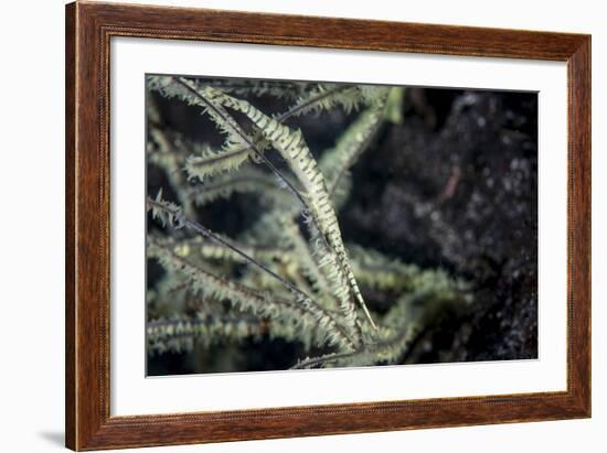 A Tozeuma Shrimp Blends into its Reef Surroundings-Stocktrek Images-Framed Photographic Print