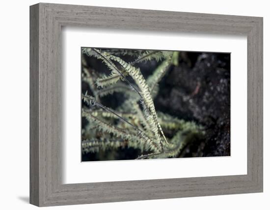 A Tozeuma Shrimp Blends into its Reef Surroundings-Stocktrek Images-Framed Photographic Print