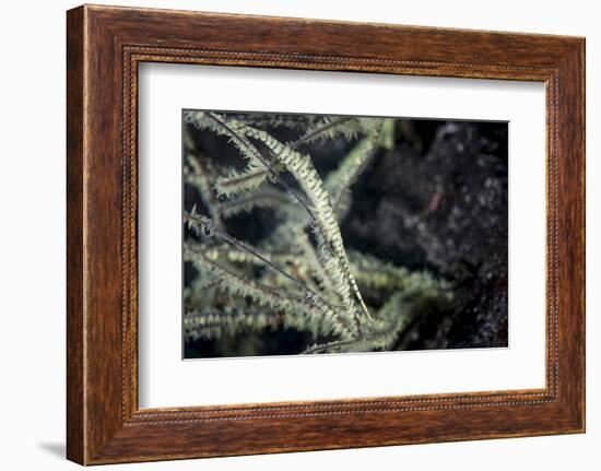 A Tozeuma Shrimp Blends into its Reef Surroundings-Stocktrek Images-Framed Photographic Print