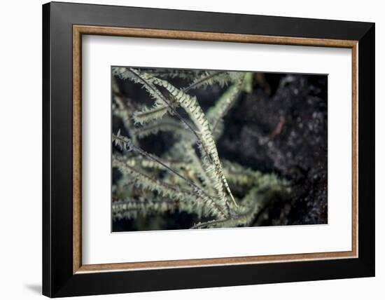 A Tozeuma Shrimp Blends into its Reef Surroundings-Stocktrek Images-Framed Photographic Print