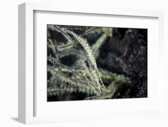 A Tozeuma Shrimp Blends into its Reef Surroundings-Stocktrek Images-Framed Photographic Print