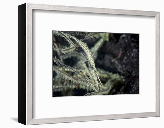 A Tozeuma Shrimp Blends into its Reef Surroundings-Stocktrek Images-Framed Photographic Print