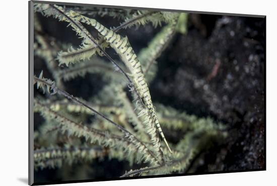 A Tozeuma Shrimp Blends into its Reef Surroundings-Stocktrek Images-Mounted Photographic Print