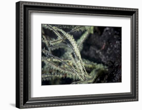 A Tozeuma Shrimp Blends into its Reef Surroundings-Stocktrek Images-Framed Photographic Print