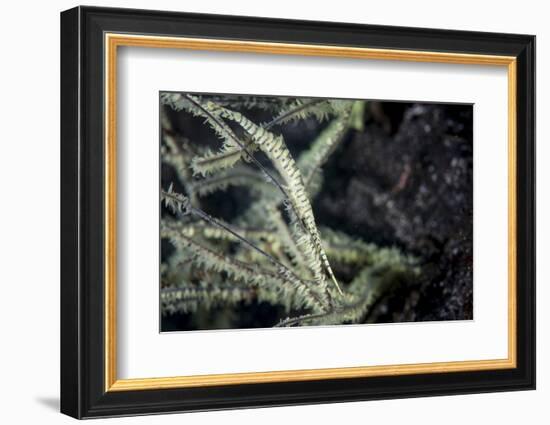 A Tozeuma Shrimp Blends into its Reef Surroundings-Stocktrek Images-Framed Photographic Print