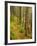 A trail around Ammonoosuc Lake, White Mountain National Forest, New Hampshire, USA-Jerry & Marcy Monkman-Framed Photographic Print