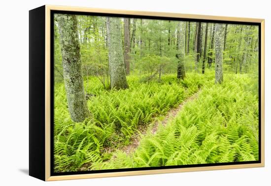 A Trail Creates a Path Through Ferns in the Forest at the Striar Conservancy, Massachusetts-Jerry and Marcy Monkman-Framed Premier Image Canvas