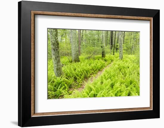 A Trail Creates a Path Through Ferns in the Forest at the Striar Conservancy, Massachusetts-Jerry and Marcy Monkman-Framed Photographic Print