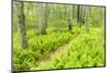 A Trail Creates a Path Through Ferns in the Forest at the Striar Conservancy, Massachusetts-Jerry and Marcy Monkman-Mounted Photographic Print