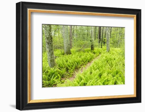 A Trail Creates a Path Through Ferns in the Forest at the Striar Conservancy, Massachusetts-Jerry and Marcy Monkman-Framed Photographic Print