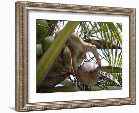 A Trained Monkey Picks Coconuts on Koh Samui, Thailand, Southeast Asia-Andrew Mcconnell-Framed Photographic Print