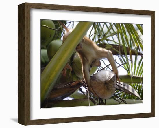 A Trained Monkey Picks Coconuts on Koh Samui, Thailand, Southeast Asia-Andrew Mcconnell-Framed Photographic Print