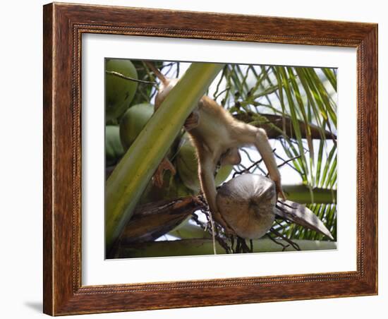 A Trained Monkey Picks Coconuts on Koh Samui, Thailand, Southeast Asia-Andrew Mcconnell-Framed Photographic Print