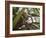 A Trained Monkey Picks Coconuts on Koh Samui, Thailand, Southeast Asia-Andrew Mcconnell-Framed Photographic Print