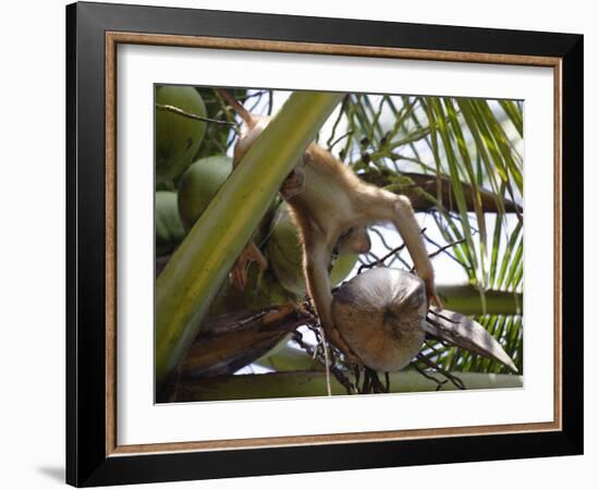 A Trained Monkey Picks Coconuts on Koh Samui, Thailand, Southeast Asia-Andrew Mcconnell-Framed Photographic Print