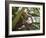 A Trained Monkey Picks Coconuts on Koh Samui, Thailand, Southeast Asia-Andrew Mcconnell-Framed Photographic Print