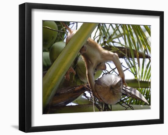 A Trained Monkey Picks Coconuts on Koh Samui, Thailand, Southeast Asia-Andrew Mcconnell-Framed Photographic Print