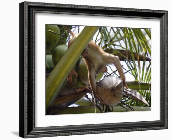 A Trained Monkey Picks Coconuts on Koh Samui, Thailand, Southeast Asia-Andrew Mcconnell-Framed Photographic Print