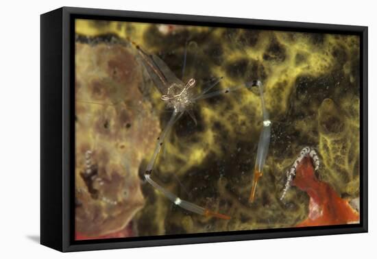 A Translucent Cuapetes Commensal Shrimp with Orange Claws-Stocktrek Images-Framed Premier Image Canvas