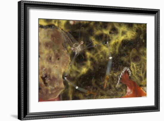 A Translucent Cuapetes Commensal Shrimp with Orange Claws-Stocktrek Images-Framed Photographic Print