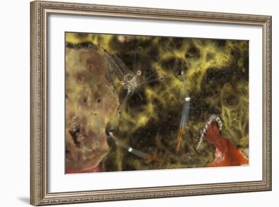 A Translucent Cuapetes Commensal Shrimp with Orange Claws-Stocktrek Images-Framed Photographic Print