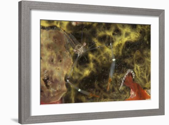 A Translucent Cuapetes Commensal Shrimp with Orange Claws-Stocktrek Images-Framed Photographic Print