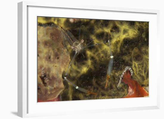 A Translucent Cuapetes Commensal Shrimp with Orange Claws-Stocktrek Images-Framed Photographic Print