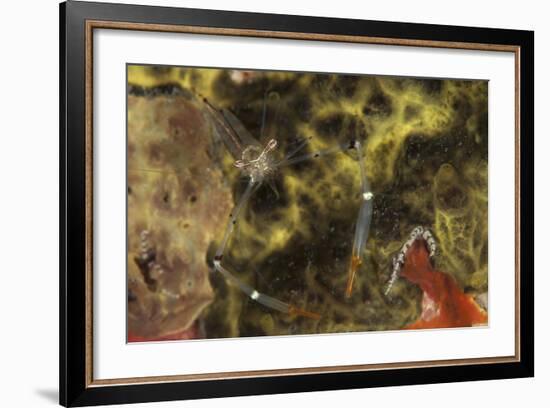 A Translucent Cuapetes Commensal Shrimp with Orange Claws-Stocktrek Images-Framed Photographic Print