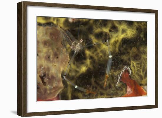 A Translucent Cuapetes Commensal Shrimp with Orange Claws-Stocktrek Images-Framed Photographic Print