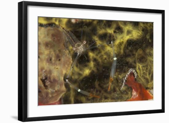 A Translucent Cuapetes Commensal Shrimp with Orange Claws-Stocktrek Images-Framed Photographic Print