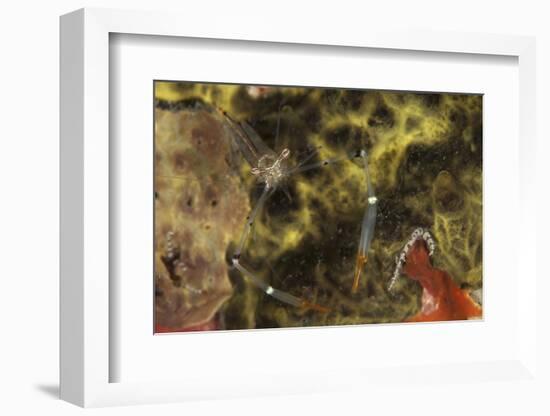 A Translucent Cuapetes Commensal Shrimp with Orange Claws-Stocktrek Images-Framed Photographic Print