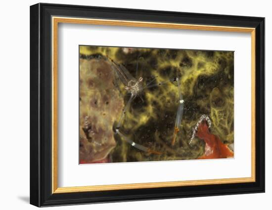 A Translucent Cuapetes Commensal Shrimp with Orange Claws-Stocktrek Images-Framed Photographic Print