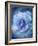 A Translucent Floral Layer Work of Roses in Blue Tones-Alaya Gadeh-Framed Photographic Print