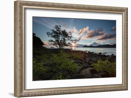 A Tree and Foliage on Rock on Baleia Beach at Sunset-Alex Saberi-Framed Photographic Print