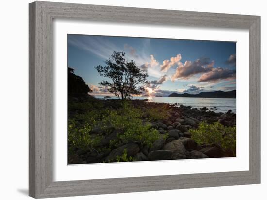 A Tree and Foliage on Rock on Baleia Beach at Sunset-Alex Saberi-Framed Photographic Print