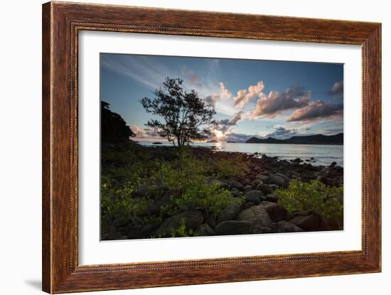 A Tree and Foliage on Rock on Baleia Beach at Sunset-Alex Saberi-Framed Photographic Print