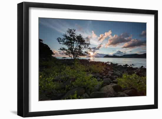 A Tree and Foliage on Rock on Baleia Beach at Sunset-Alex Saberi-Framed Photographic Print