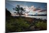 A Tree and Foliage on Rock on Baleia Beach at Sunset-Alex Saberi-Mounted Photographic Print