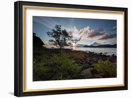 A Tree and Foliage on Rock on Baleia Beach at Sunset-Alex Saberi-Framed Photographic Print