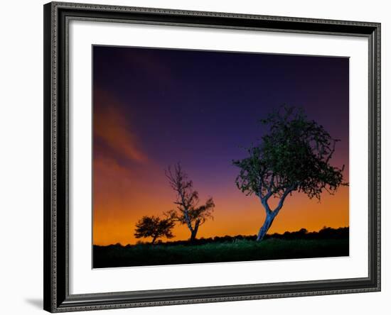 A Tree at Night with an Orange and Purple Sky-Alex Saberi-Framed Photographic Print